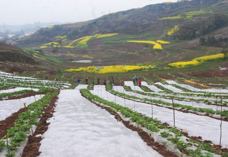 小雜糧受市場青睞 四川種植面積大幅增加