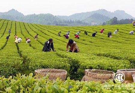 品牌影響力不足 中國茶出口非洲還需時(shí)日