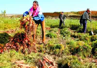 甘肅：把農(nóng)民增收作為根本之舉 繪就鄉(xiāng)村振興新畫卷