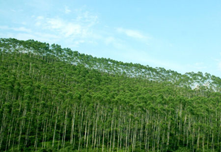 黑龍江積極推進(jìn)林業(yè)碳匯交易，拓展市場機(jī)制補(bǔ)償模式——空氣“變現(xiàn)” 林海生金