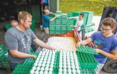 “毒雞蛋”風波波及面廣 敲響歐洲食品安全警鐘