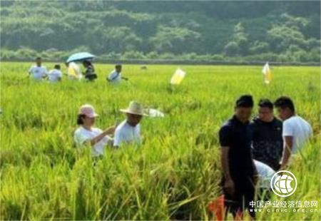 賣一噸賺兩萬多元！廣東鰻魚出口迎旺季