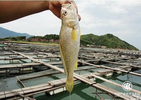 廣東著力培育萬億級現(xiàn)代化海洋牧場產(chǎn)業(yè)集群