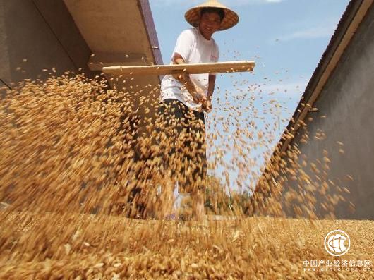 國家發(fā)改委12年首次下調小麥最低收購價格