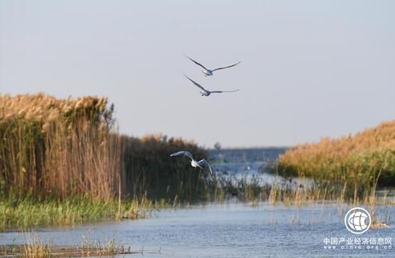 內(nèi)蒙古推進(jìn)“一湖兩海”生態(tài)治理成效顯著