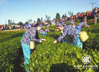 四川高縣加快建設(shè)“百里茶旅產(chǎn)業(yè)長廊”