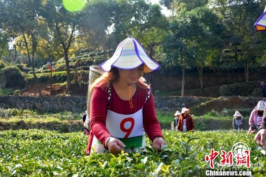 “中國(guó)名茶之鄉(xiāng)”福建壽寧舉辦首屆采摘技能競(jìng)賽