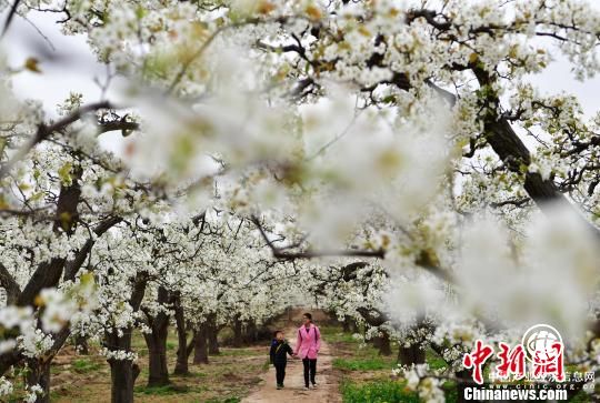 “中國雪花梨之鄉(xiāng)”河北趙縣進入梨花最佳觀賞期