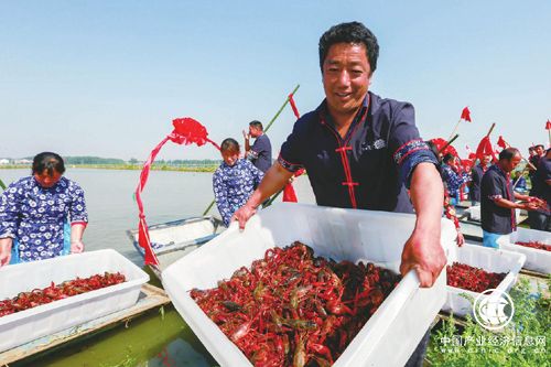 圍繞“小龍蝦”做足“大文章”江蘇盱眙以特色產業(yè)促脫貧