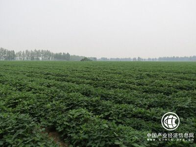 河南要求確保2018年優(yōu)質(zhì)花生種植面積2200萬畝