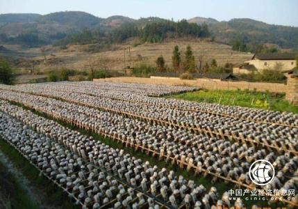 “中國(guó)食用菌之都”福建省古田縣食用菌產(chǎn)業(yè)“騰籠換鳥(niǎo)”