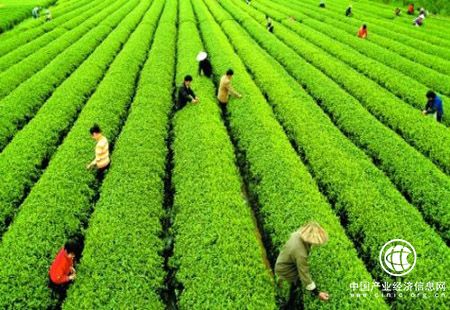 中國茶產(chǎn)業(yè)大而不強 只有標(biāo)準(zhǔn)化才有品牌化