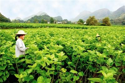 廣西深度貧困地區(qū)特色產(chǎn)業(yè)覆蓋率90％以上