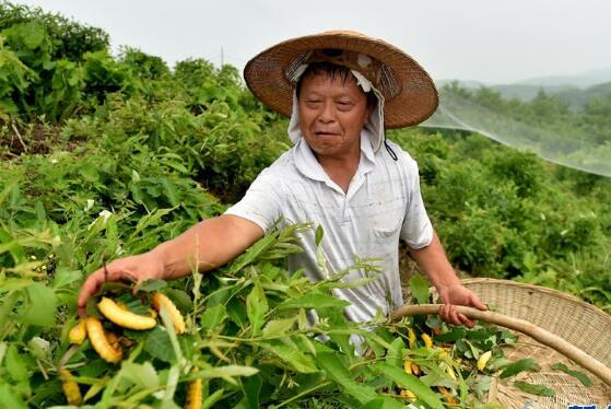 內(nèi)蒙古科左中旗：錦繡海棠喜迎豐收 結(jié)出增收致富果