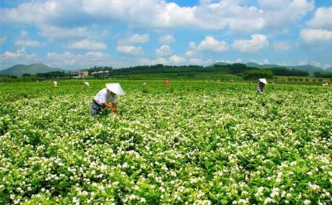 全國(guó)年銷茶葉將超2400億元