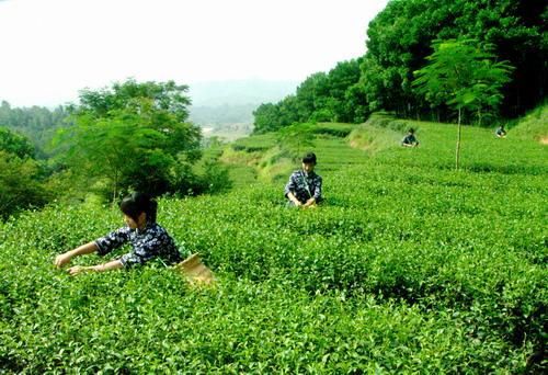 舉辦產銷對接會 廣東豐順茶要走出大山