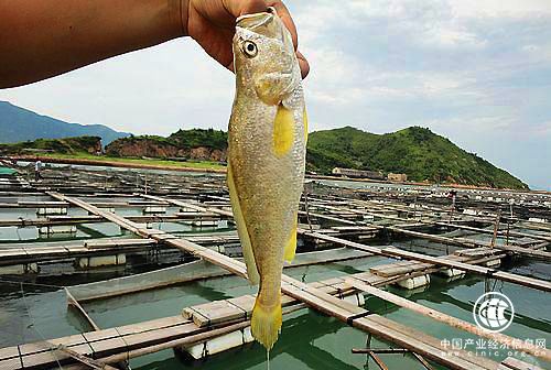 四川：三條冷水魚 游出大產業(yè)