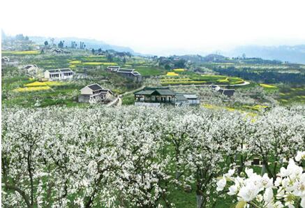 四川鄉(xiāng)村旅游合作社“百花齊放”