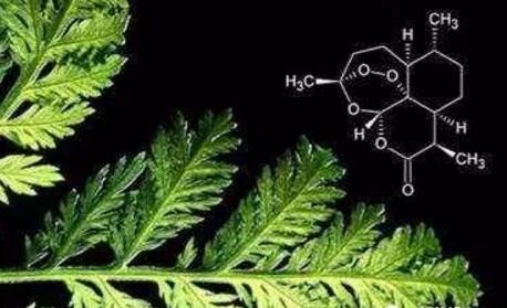 獻給世界的禮物——“青蒿素研究”持續(xù)助力全球抗瘧