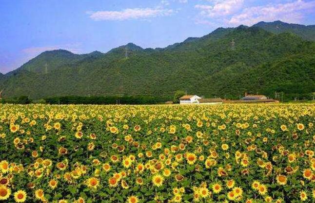 陜西鳳縣農(nóng)村“三變”改革助力脫貧攻堅 