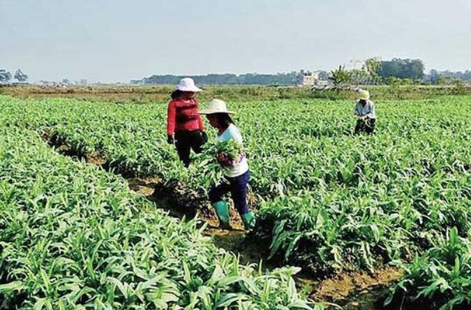 近期蔬菜價格上漲，到底咋回事？專家：9月上旬或回歸預(yù)期