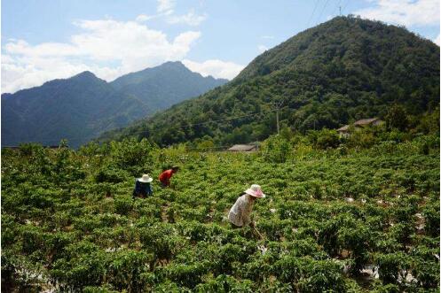 陜西省寧陜縣去年生態(tài)脫貧惠及5300多戶(hù)貧困戶(hù)