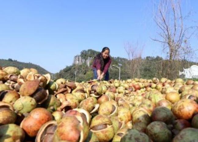 福建尤溪縣：特色產(chǎn)業(yè)齊頭并進