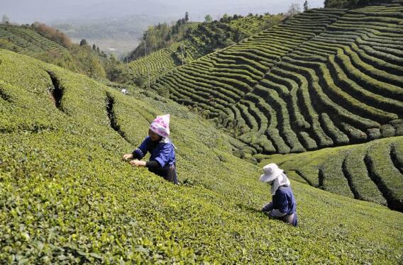 “扶貧茶苗”在貴州普安生根發(fā)芽