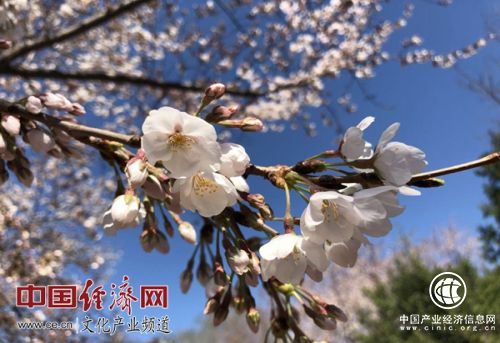 王慧敏：大力推進(jìn)花文化創(chuàng)意產(chǎn)業(yè) 