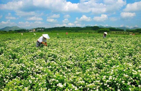 廣西橫州發(fā)力打造世界茉莉花產(chǎn)業(yè)中心