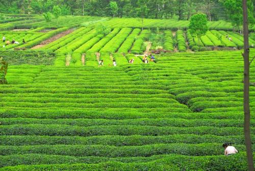 甘肅隴南：一片茶葉成就一個(gè)產(chǎn)業(yè)，富裕一方百姓