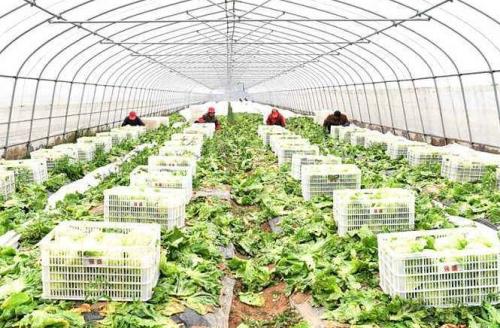 黑龍江牡丹江市蔬菜出口一枝獨秀 出口量占全省78%