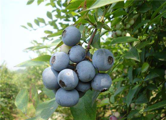 四川藍(lán)莓種植面積超10萬畝 鮮果產(chǎn)量全國第二