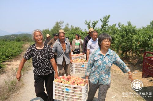 河南省南召縣有機農(nóng)產(chǎn)品享譽全國