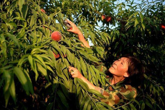 國家部署高質量完成東西部協(xié)作和定點幫扶年度目標任務