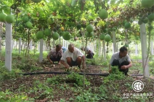 河南省南召縣廟西村：“落后村”涅槃重生實現(xiàn)“綠富美”