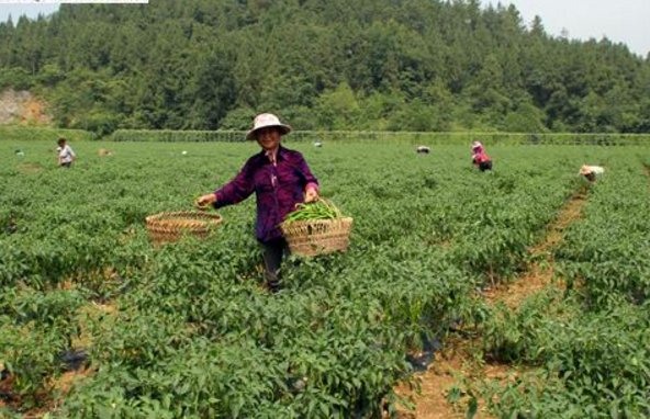 重慶彭水：小紅薯變身為大產(chǎn)業(yè) 助力農(nóng)民增收脫貧