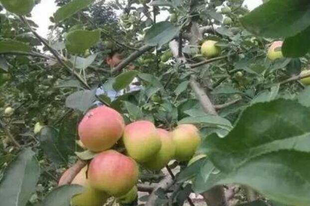 全省水果種植面積、年產(chǎn)量均躋身全國前十 河南果蔬產(chǎn)業(yè)版圖如何擴(kuò)張？