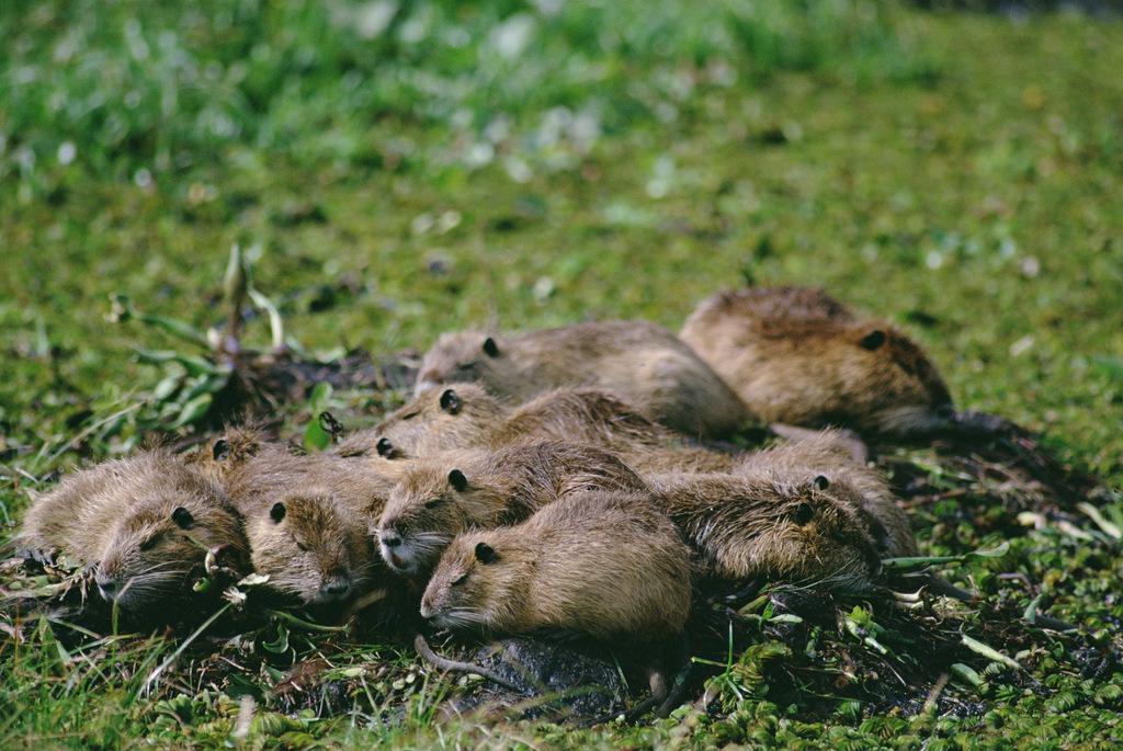 四川修訂野生動物保護法實施辦法 擬規(guī)范野生動物放生行為