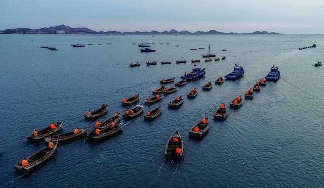 山東榮成：看百舸爭流 海帶收獲正當時