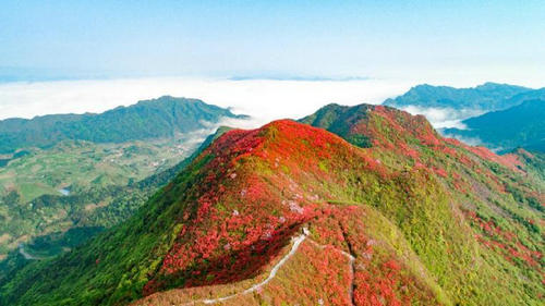 飛艇漫游 登山賞花！今年“五一”，別錯(cuò)過(guò)“丹寨高山花?！?></a></div><!-- img end -->	<div   id=