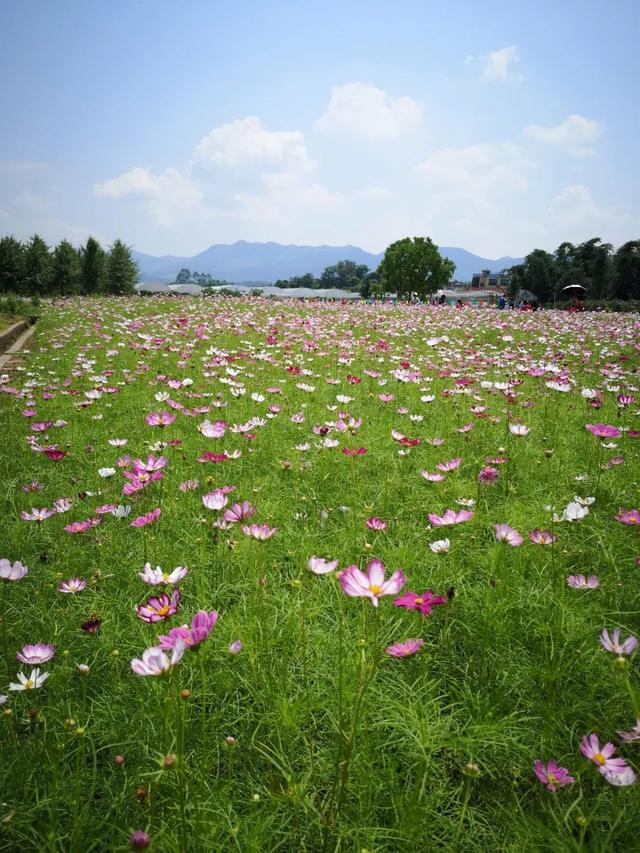 僑鄉(xiāng)花海，你打卡了嗎