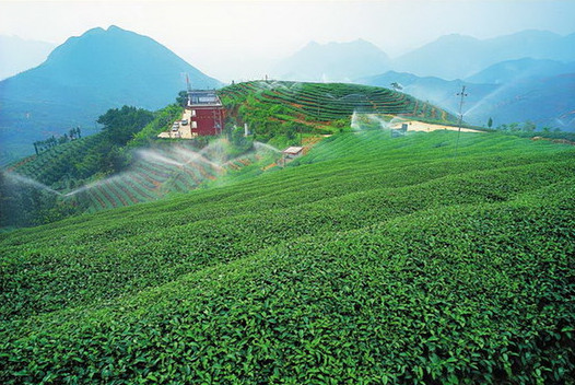 福建省前4個月茶葉出口“飄紅”