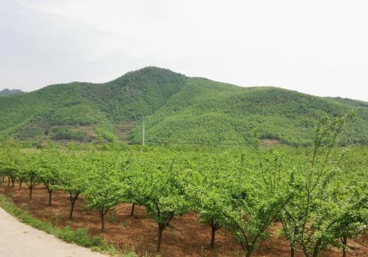 河南南召馬市坪鄉(xiāng)：青山映紅梅，脫貧奔小康