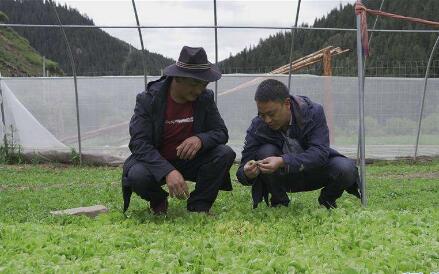 從吃不上菜到種菜增收——四川部分高原藏區(qū)脫貧致富見聞