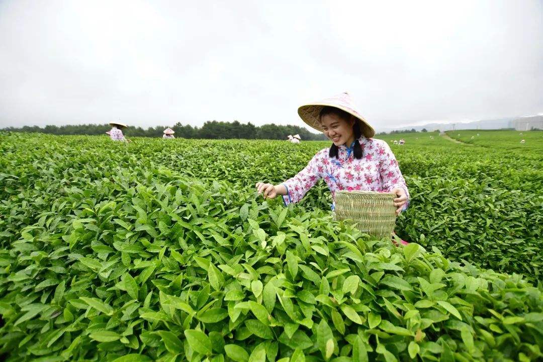 中國茶葉基本概況及產區(qū)分布情況分析（附茶葉百強縣）