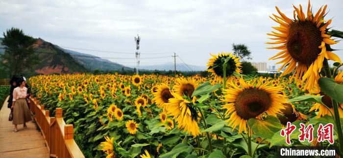 甘肅臨夏黃土坡“向陽花開” 葵花成貧困戶致富“寶典”