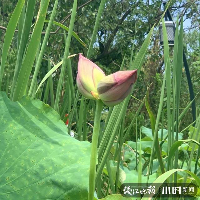 西溪濕地并蒂蓮開(kāi)花一天就被折