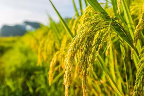 國(guó)內(nèi)首個(gè)水稻主效功能基因分子模塊育種芯片研發(fā)成功