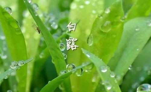 白露節(jié)氣到！為何要飲“白露茶”、吃龍眼？